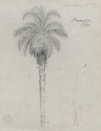 Botanical Sketch Showing Two Views of the Tamaca Palm by Frederic Edwin Church